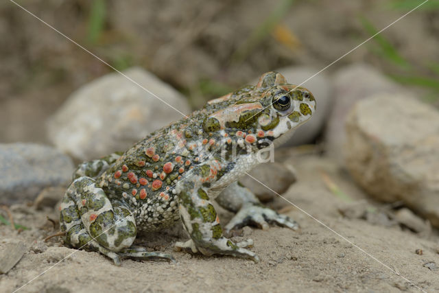 Groene pad (Bufo viridis)