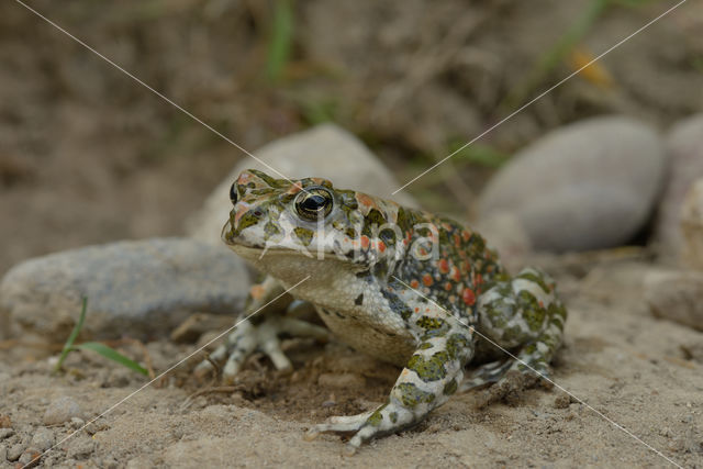 Groene pad (Bufo viridis)