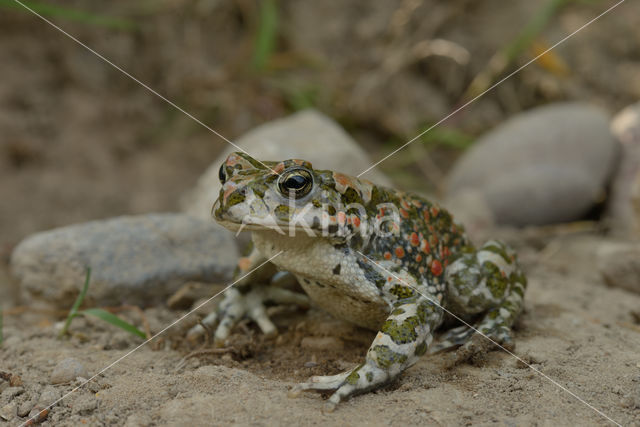 Groene pad (Bufo viridis)