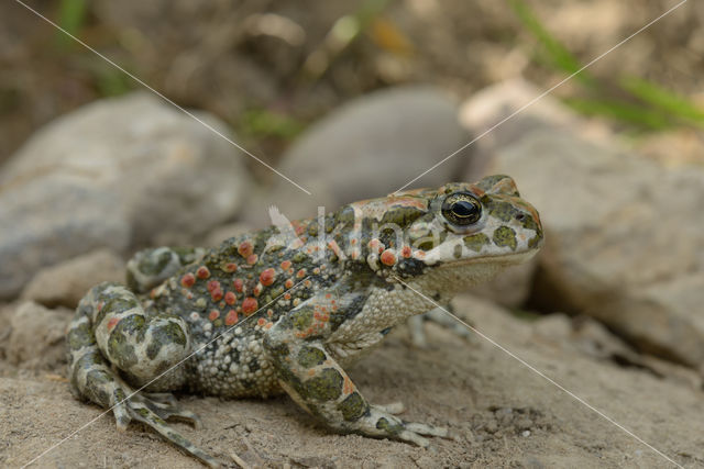 Groene pad (Bufo viridis)