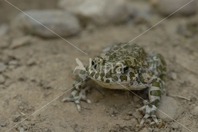 Green toad (Bufo viridis)