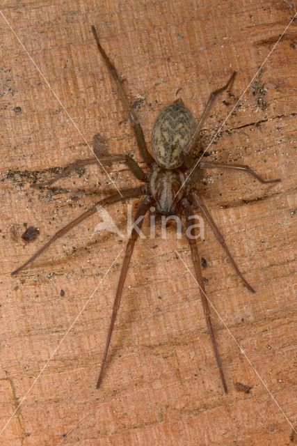 Grijze huisspin (Tegenaria domestica)