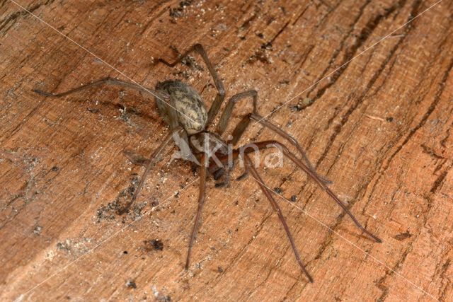 Grijze huisspin (Tegenaria domestica)