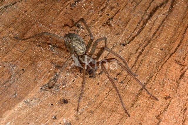 Grijze huisspin (Tegenaria domestica)