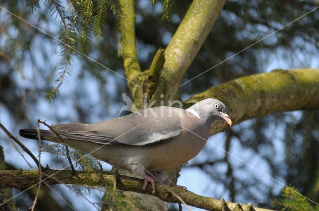 Wood Pigeon