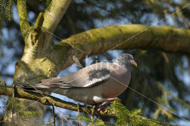 Wood Pigeon