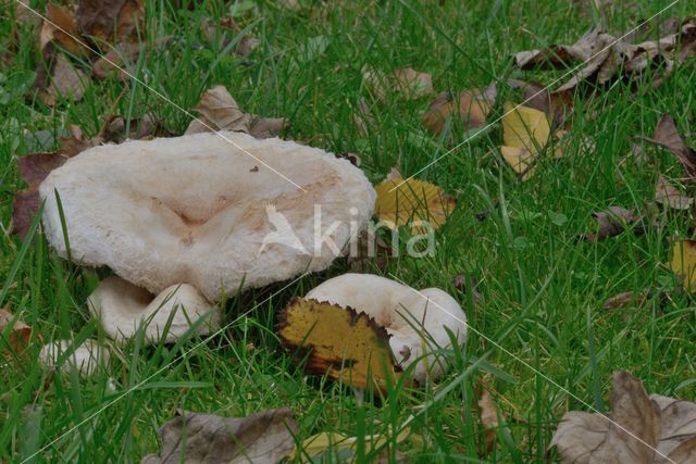 Baardige melkzwam (Lactarius torminosus)