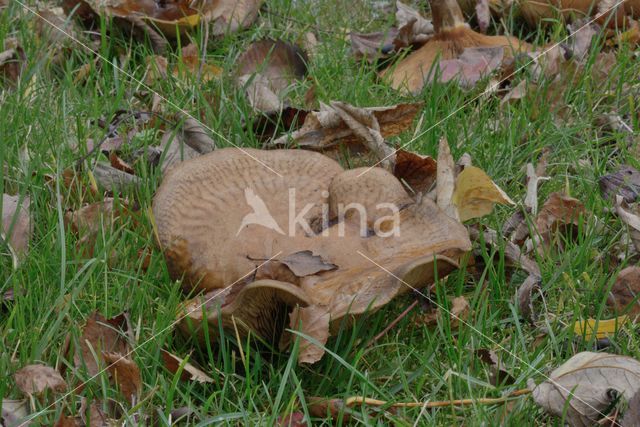 Gewone krulzoom (Paxillus involutus)