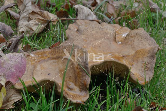 Brown Rollrim (Paxillus involutus)