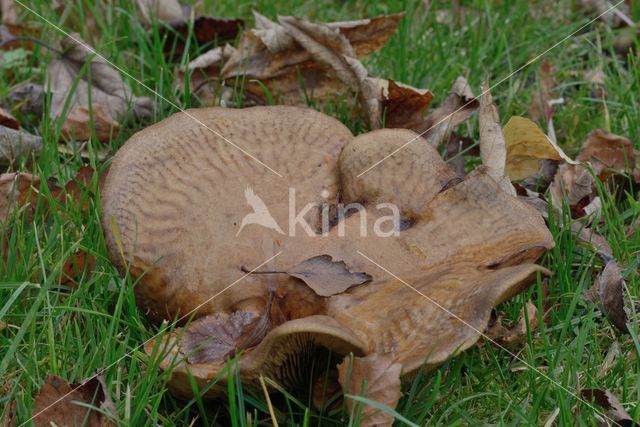 Brown Rollrim (Paxillus involutus)