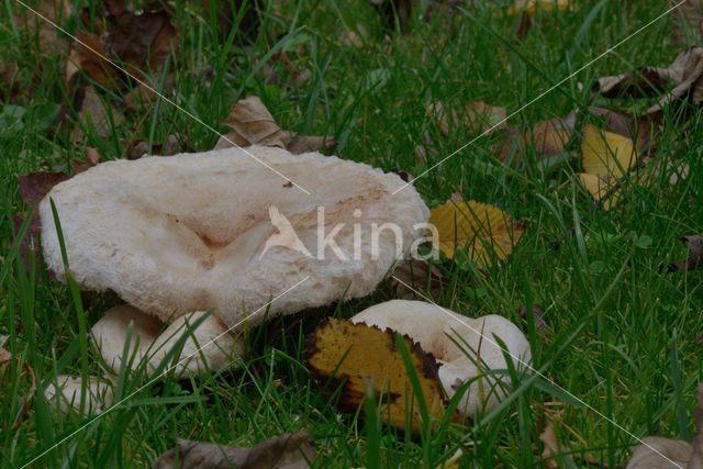 Baardige melkzwam (Lactarius torminosus)