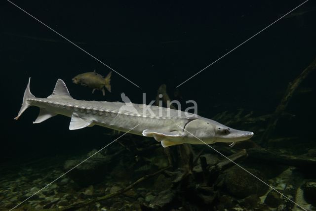 Russian sturgeon (Acipenser gueldenstaedtii)