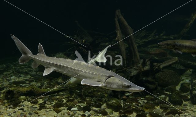 Russian sturgeon (Acipenser gueldenstaedtii)