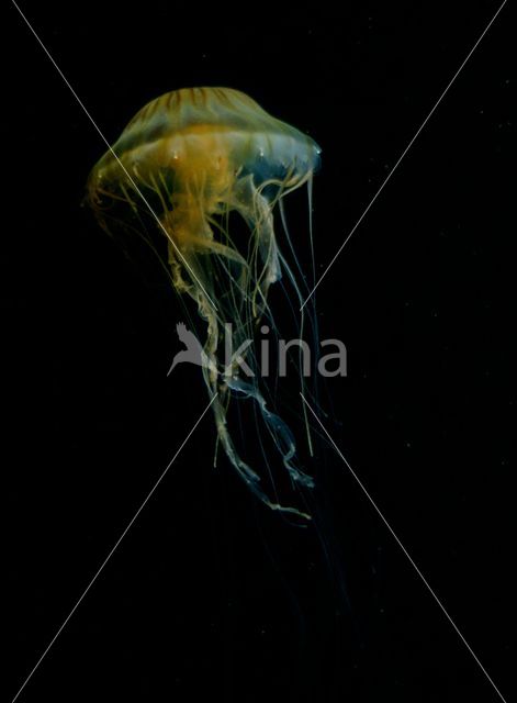 Compass Jellyfish (Chrysaora hysoscella)