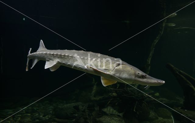 Sturgeon hybrid (Acipenser ruthenus x Huso huso)