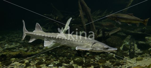 Sturgeon hybrid (Acipenser ruthenus x Huso huso)