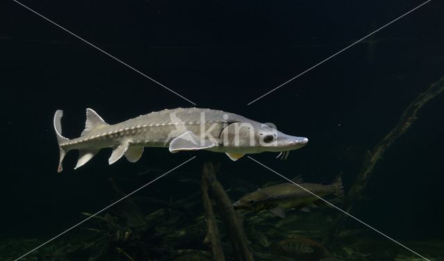 Sturgeon hybrid (Acipenser ruthenus x Huso huso)