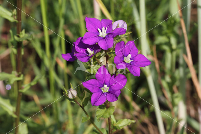 Klein spiegelklokje (Legousia hybrida)