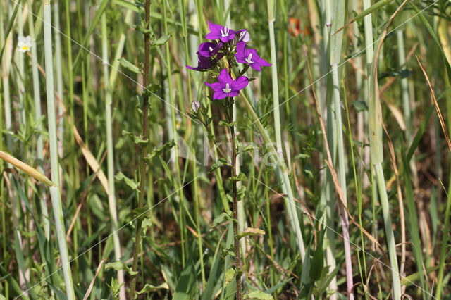 Klein spiegelklokje (Legousia hybrida)