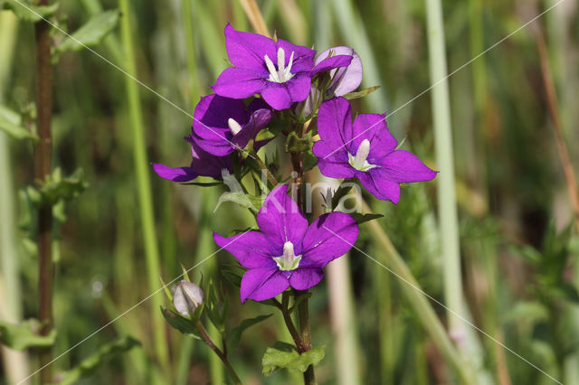 Klein spiegelklokje (Legousia hybrida)