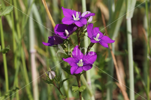 Klein spiegelklokje (Legousia hybrida)