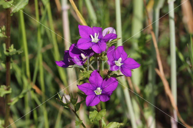 Venus's-looking-glass (Legousia hybrida)