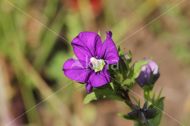 Klein spiegelklokje (Legousia hybrida)