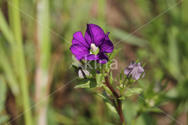 Klein spiegelklokje (Legousia hybrida)