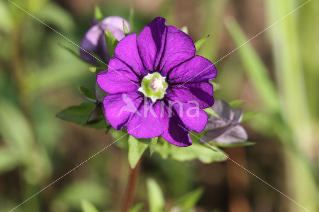 Klein spiegelklokje (Legousia hybrida)