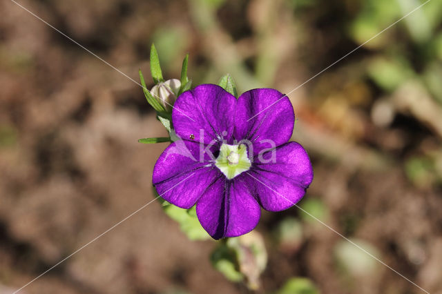 Klein spiegelklokje (Legousia hybrida)