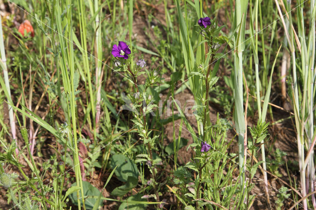 Klein spiegelklokje (Legousia hybrida)