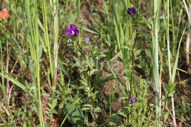 Klein spiegelklokje (Legousia hybrida)