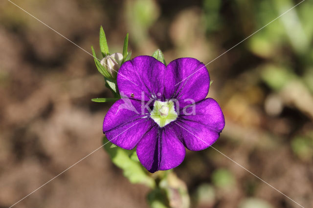 Venus's-looking-glass (Legousia hybrida)