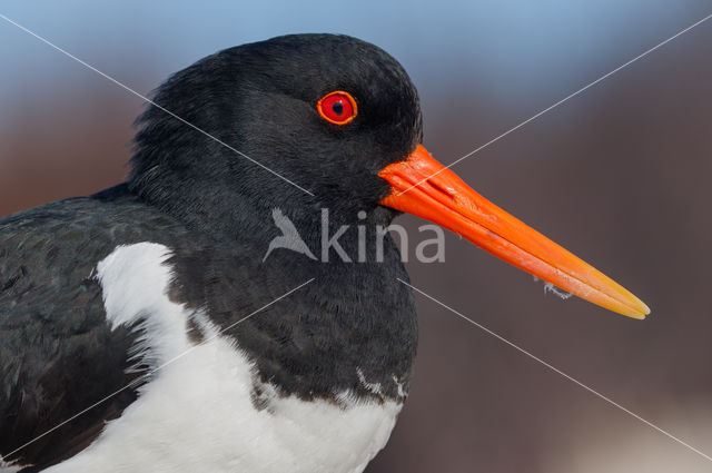 Oystercatcher (Haematopus ostralegus)