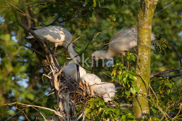 Lepelaar (Platalea leucorodia)