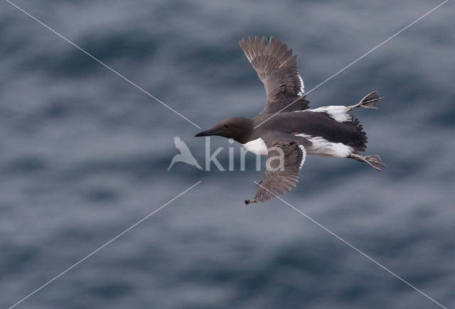 Guillemot