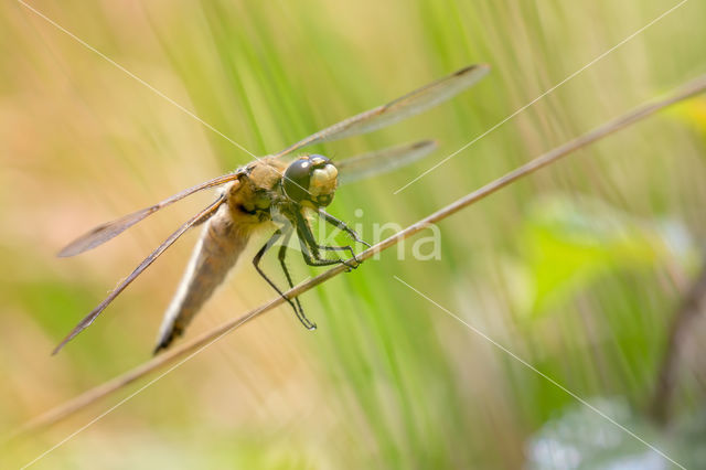 Viervlek (Libellula quadrimaculata)