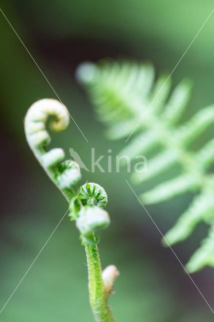 Western brackenfern (Pteridium aquilinum)