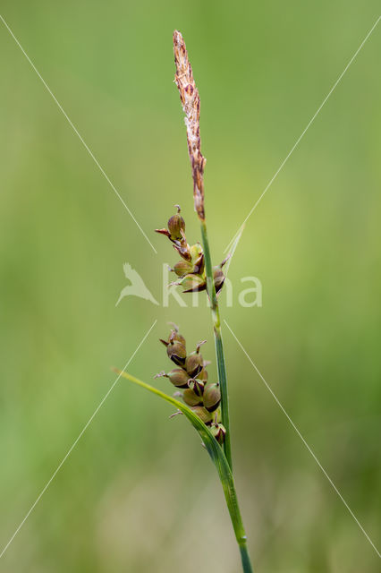 Blauwe zegge (Carex panicea)