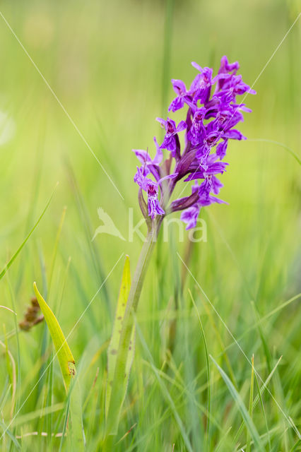 Western Marsh-orchid (Dactylorhiza majalis)