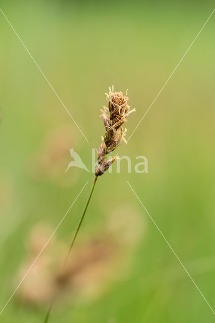 Tweerijige zegge (Carex disticha)