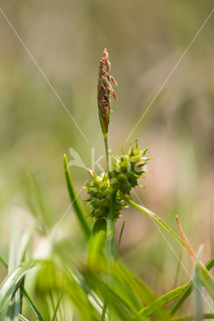 Common Yellow-sedge (Carex oederi subsp. oederi)