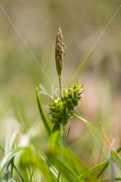 Dwergzegge (Carex oederi subsp. oederi)