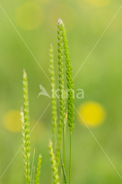 Crested Dog's-tail (Cynosurus cristatus)