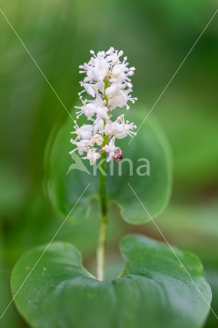 May Lily (Maianthemum bifolium)