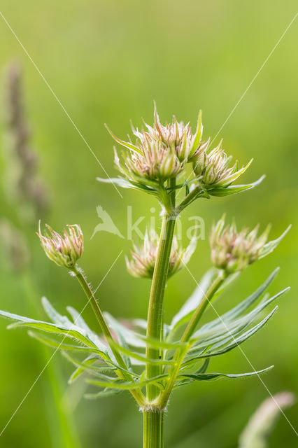 Common Valerian (Valeriana officinalis)