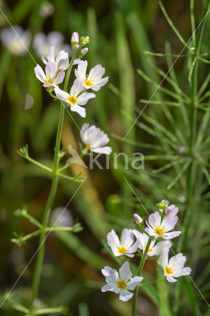 Waterviolet (Hottonia palustris)