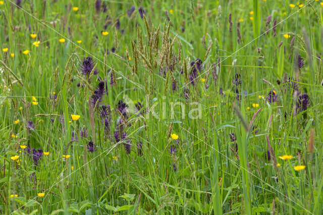 Black-horned Rampion (Phyteuma spicatum ssp.nigrum)