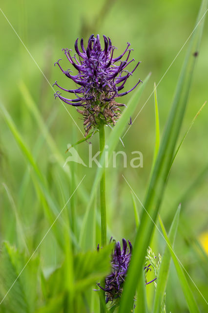 Zwartblauwe rapunzel (Phyteuma spicatum ssp.nigrum)