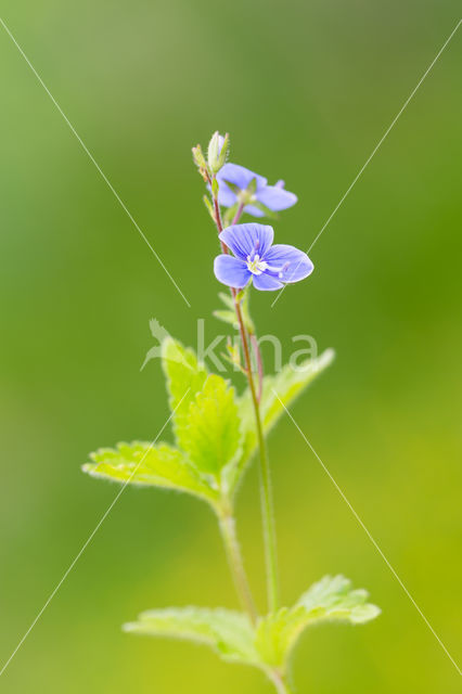 Germander Speedwell (Veronica chamaedrys)